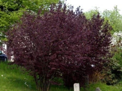 Corylus Maxima 'Purpurea', Purpurhasel -Gartenbedarfs Geschäft corylus purpurea strauch55599b3448cf0 1280x1280