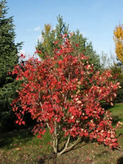 Cotinus Coggygria 'Young Lady'® -Gartenbedarfs Geschäft cotinus young lady 1280x1280