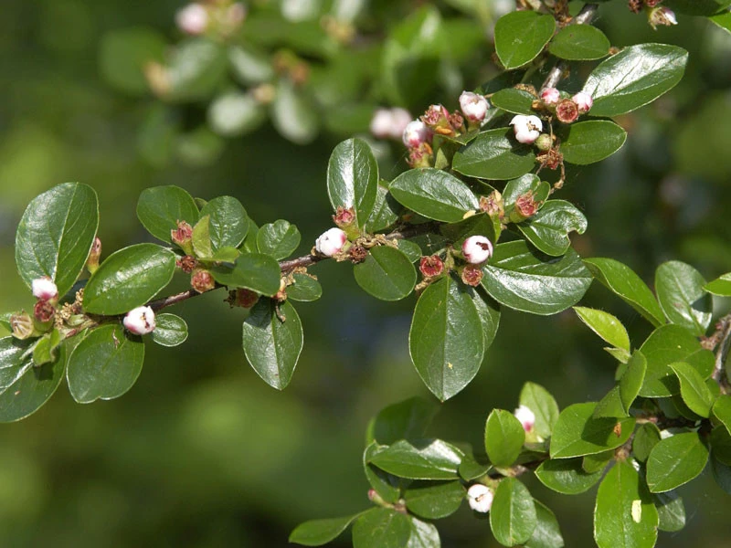 Cotoneaster Divaricatus, Sparrige Zwergmispel 4 Cotoneaster Divaricatus, Sparrige Zwergmispel – Bild 4