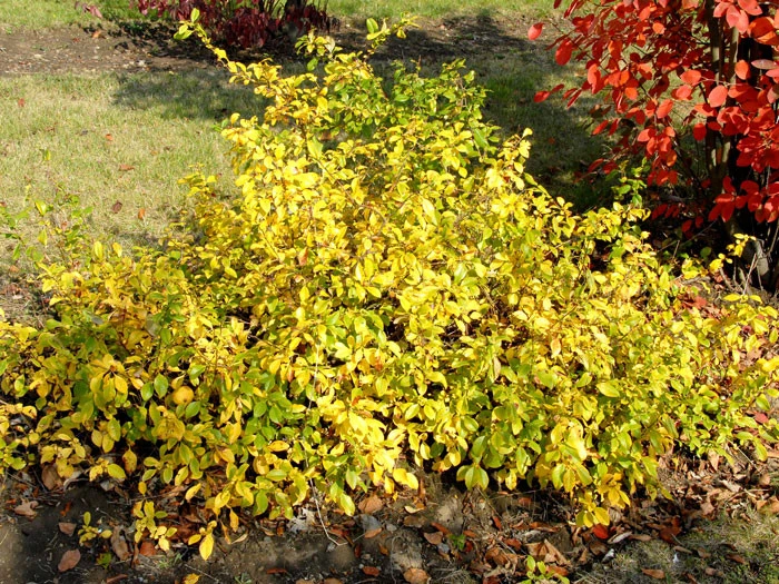 Chaenomeles Superba 'Crimson And Gold', Zierquitte 2 Chaenomeles Superba 'Crimson And Gold', Zierquitte – Bild 2