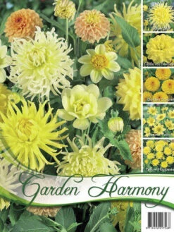 Sortiment Dahlien In Gelb (Art.Nr. 522438)