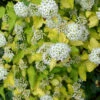 Physocarpus Opulifolius 'Darts Gold', Gelbe Blasenspiere