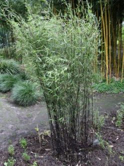 Fargesia Jiuzhaigou 'Deep Purple', Jade Bambus, Rothalmiger Schirm-Bambus -Gartenbedarfs Geschäft deep purple bambus 1280x1280
