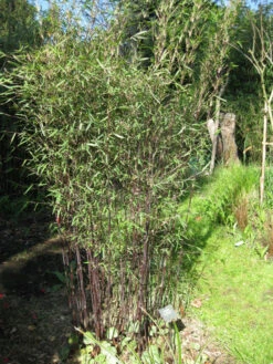 Fargesia Jiuzhaigou 'Deep Purple', Jade Bambus, Rothalmiger Schirm-Bambus -Gartenbedarfs Geschäft deep purple halme 1280x1280