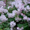 Deutzia Rosea, Niedriger Maiblumenstrauch