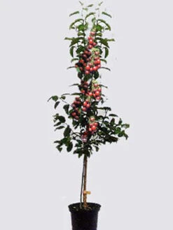 Duo-Kirschbaum - Hedelfinger Riesenkirsche Und Sunburst