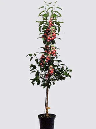 Duo-Kirschbaum - Hedelfinger Riesenkirsche Und Sunburst 1 Duo-Kirschbaum - Hedelfinger Riesenkirsche Und Sunburst