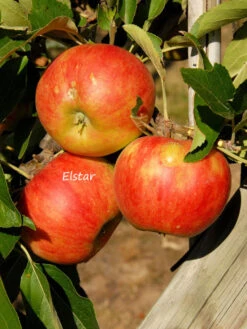 Duo-Apfelbaum - Jonagold Und Elstar -Gartenbedarfs Geschäft elstar apfel 1280x1280