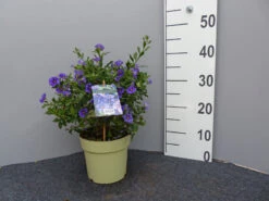 Solanum Rantonnetii, Solanum, Enzianstrauch 7 Solanum Rantonnetii, Solanum, Enzianstrauch -Gartenbedarfs Geschäft enzianstrauch gross 1 1280x1280