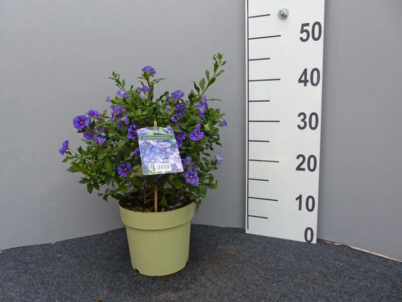 Solanum Rantonnetii, Solanum, Enzianstrauch 3 Solanum Rantonnetii, Solanum, Enzianstrauch – Bild 3