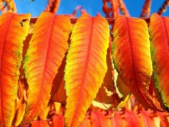 Rhus Typhina 'Tiger Eyes', Essigbaum -Gartenbedarfs Geschäft essigbaum tiger orange 1280x1280