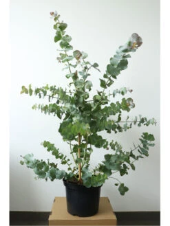 Eucalyptus Gunnii, Mostgummi-Eukalyptus -Gartenbedarfs Geschäft eucalyptus gunnii im contai 1280x1280