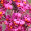 Euonymus Alatus, Flügel-Spindelstrauch