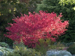 Euonymus Alatus 'Compactus' -Gartenbedarfs Geschäft euonymus compactus 1280x1280