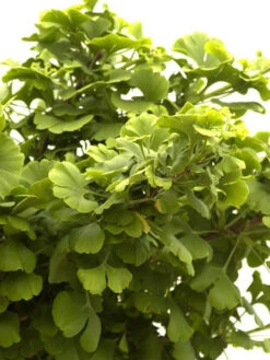 Ginkgo Biloba Mariken, Kugel-Ginkgo - Hochstamm -Gartenbedarfs Geschäft faecherblattbaum mariken 1280x1280