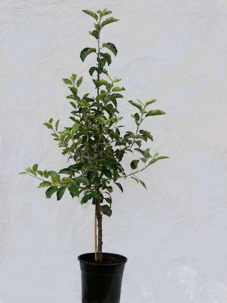 Familien-Apfelbaum - Jonagold, Cox Orange, Elstar Und James Grieve 2 Familien-Apfelbaum - Jonagold, Cox Orange, Elstar Und James Grieve – Bild 2