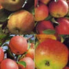 Familien-Apfelbaum - Jonagold, Cox Orange, Elstar Und James Grieve