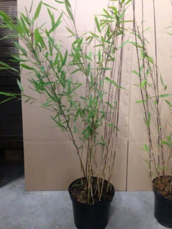 Fargesia Nitida 'Black Pearl' - Glänzender Schirm-Bambus -Gartenbedarfs Geschäft fargesia nitida black pearl 1280x1280