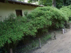 Fargesia Murielae 'Simba', Löwenbambus, Mähnenbambus -Gartenbedarfs Geschäft fargesia simba strauch 1280x1280