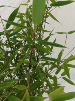 Fargesia Murielae 'Tiny', Schirmbambus -Gartenbedarfs Geschäft fargesia tiny blatt 1280x1280