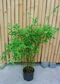 Fargesia Murielae 'Tiny', Schirmbambus -Gartenbedarfs Geschäft fargesia tiny 1280x1280