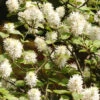 Fothergilla Major, Federbuschstrauch