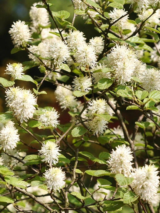 Fothergilla Major, Federbuschstrauch 1 Fothergilla Major, Federbuschstrauch