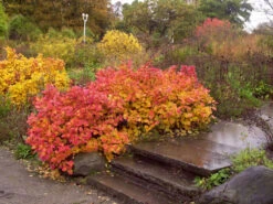 Fothergilla Major, Federbuschstrauch 4 Fothergilla Major, Federbuschstrauch -Gartenbedarfs Geschäft federbuschstrauch herbst 1280x1280