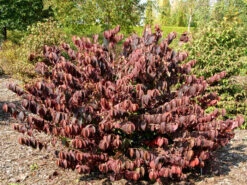 Viburnum Plicatum Tomentosum, Filziger Schneeball -Gartenbedarfs Geschäft filziger schneeball 1280x1280