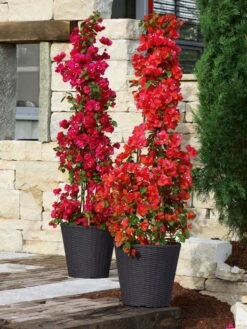 Pflanzkübel Geflecht-Dekor -Gartenbedarfs Geschäft flechtkuebel rund niedrig b 1280x1280