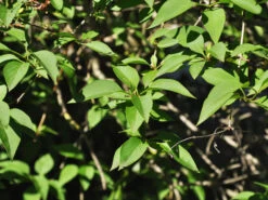 Syringa Chinensis, Chinesischer Flieder -Gartenbedarfs Geschäft flieder china blatt55599f4a2acaa 1280x1280