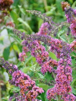 Gartenbedarfs Geschäft -Gartenbedarfs Geschäft flower power buddleja 1280x1280