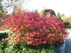 Euonymus Alatus, Flügel-Spindelstrauch -Gartenbedarfs Geschäft fluegel spindelstrauch 1280x1280