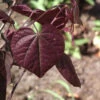 Cercis Canadensis 'Forest Pansy', Judasbaum