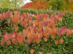 Cercis Canadensis 'Forest Pansy', Judasbaum -Gartenbedarfs Geschäft forest pansy herbst 1280x1280