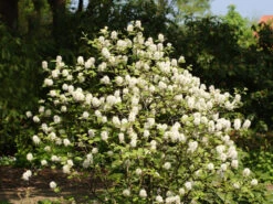 Fothergilla Major, Federbuschstrauch 5 Fothergilla Major, Federbuschstrauch -Gartenbedarfs Geschäft fothergilla major 1280x1280