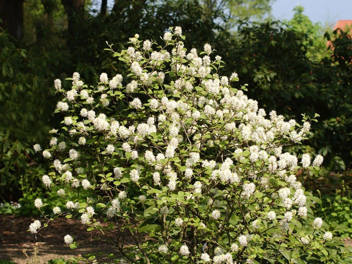 Fothergilla Major, Federbuschstrauch 3 Fothergilla Major, Federbuschstrauch – Bild 3