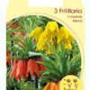 Kaiserkrone - Fritillaria Imperialis 'Prachtmischung' (Art.Nr. 5979800)