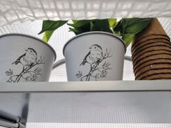 Frost-Schutzhaus SNOW (Art.Nr. V29933) -Gartenbedarfs Geschäft frost schutzhaus innen 1280x1280