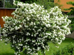 Viburnum Opulus 'Roseum', Echter Schneeball -Gartenbedarfs Geschäft gefuellter schneeball55599e9c38bda 1280x1280