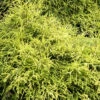 Chamaecyparis Pisifera 'Sungold', Gelbe Fadenzypresse