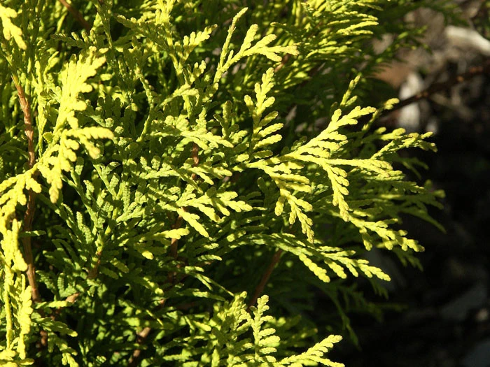 Thuja Occidentalis 'Sunkist', Gelber Lebensbaum 'Sunkist' 2 Thuja Occidentalis 'Sunkist', Gelber Lebensbaum 'Sunkist' – Bild 2