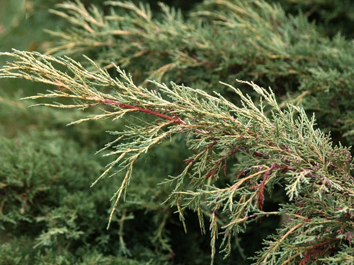Juniperus Media 'Pfitzeriana Aurea', Gelber Pfitzer-Wacholder 2 Juniperus Media 'Pfitzeriana Aurea', Gelber Pfitzer-Wacholder – Bild 2