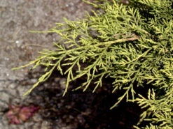 Juniperus Media 'Old Gold', Gelber Pracht-Wacholder -Gartenbedarfs Geschäft gelber pracht wacholder 1280x1280