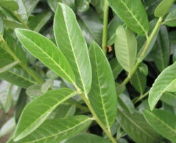 Prunus Laurocerasus Genolia® 'Mariblon', Säulenförmiger Kirschlorbeer 9 Prunus Laurocerasus Genolia® 'Mariblon', Säulenförmiger Kirschlorbeer -Gartenbedarfs Geschäft genolia mariblon blatt 1280x1280