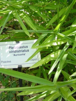 Pleioblastus Viridistriatus (Pleioblastus Auricoma), Gestreifter Zwergbambus 5 Pleioblastus Viridistriatus (Pleioblastus Auricoma), Gestreifter Zwergbambus -Gartenbedarfs Geschäft gestreifter zwergbambus 1280x1280