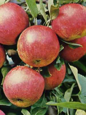 Apfel Gewürzluiken 1 Apfel Gewürzluiken