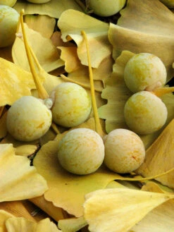 Ginkgo Biloba, Fächerblattbaum, Ginkgobaum 8 Ginkgo Biloba, Fächerblattbaum, Ginkgobaum -Gartenbedarfs Geschäft ginkgo frucht 1280x1280