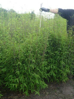 Fargesia Nitida - Neue Saat - Glänzender Schirm-Bambus -Gartenbedarfs Geschäft glaenzender schirm bambus 1280x1280