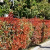 Photinia Fraseri 'Red Robin', Immergrüne Rote Glanzmispel